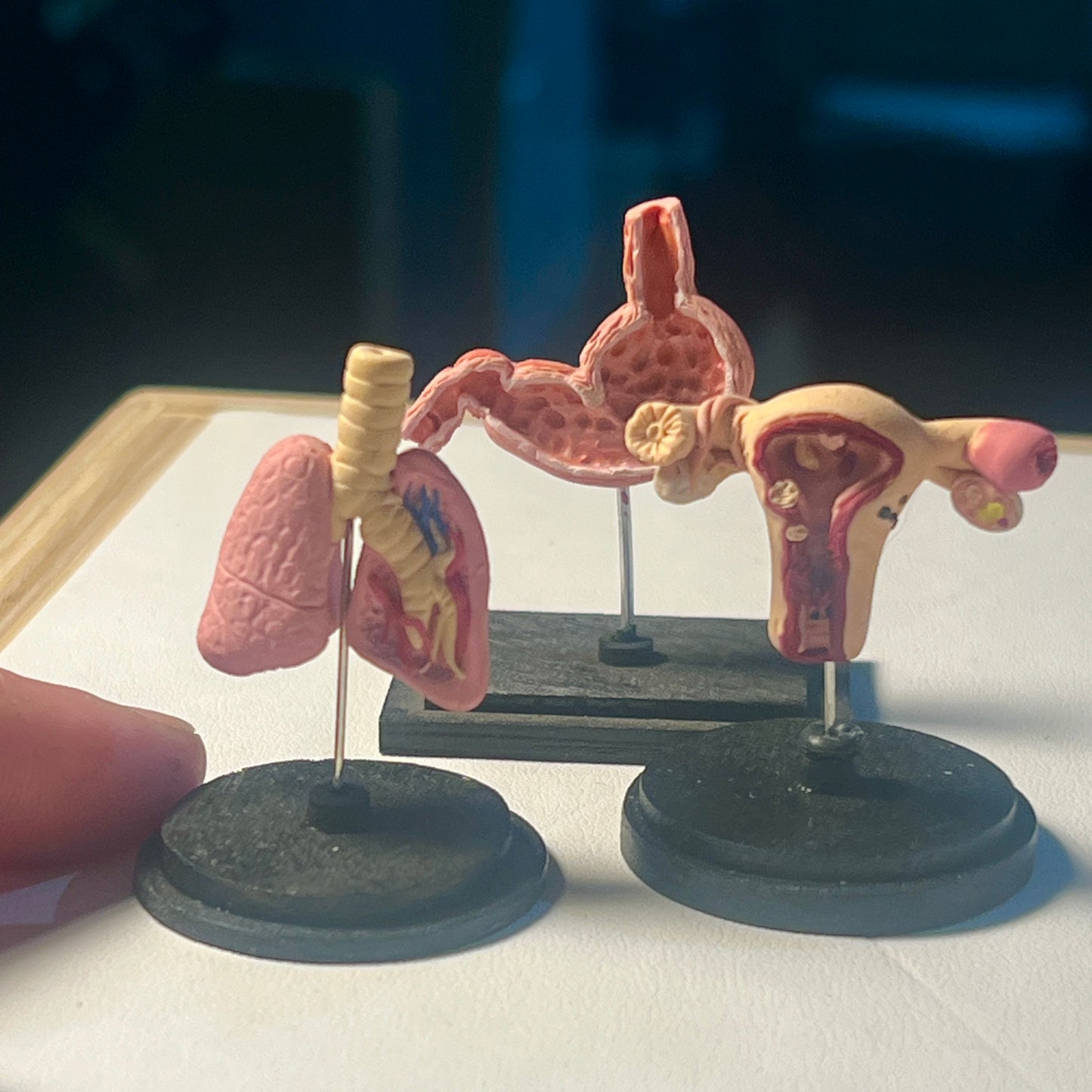 Anatomy Model 1:12 Scale