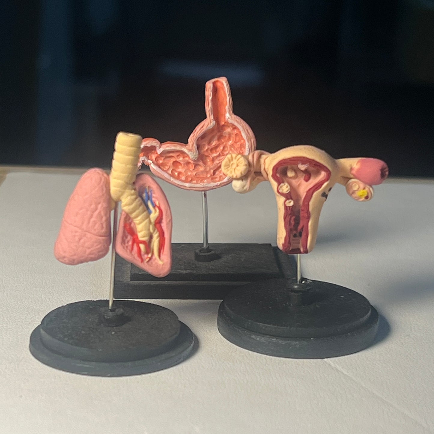 Anatomy Model 1:12 Scale