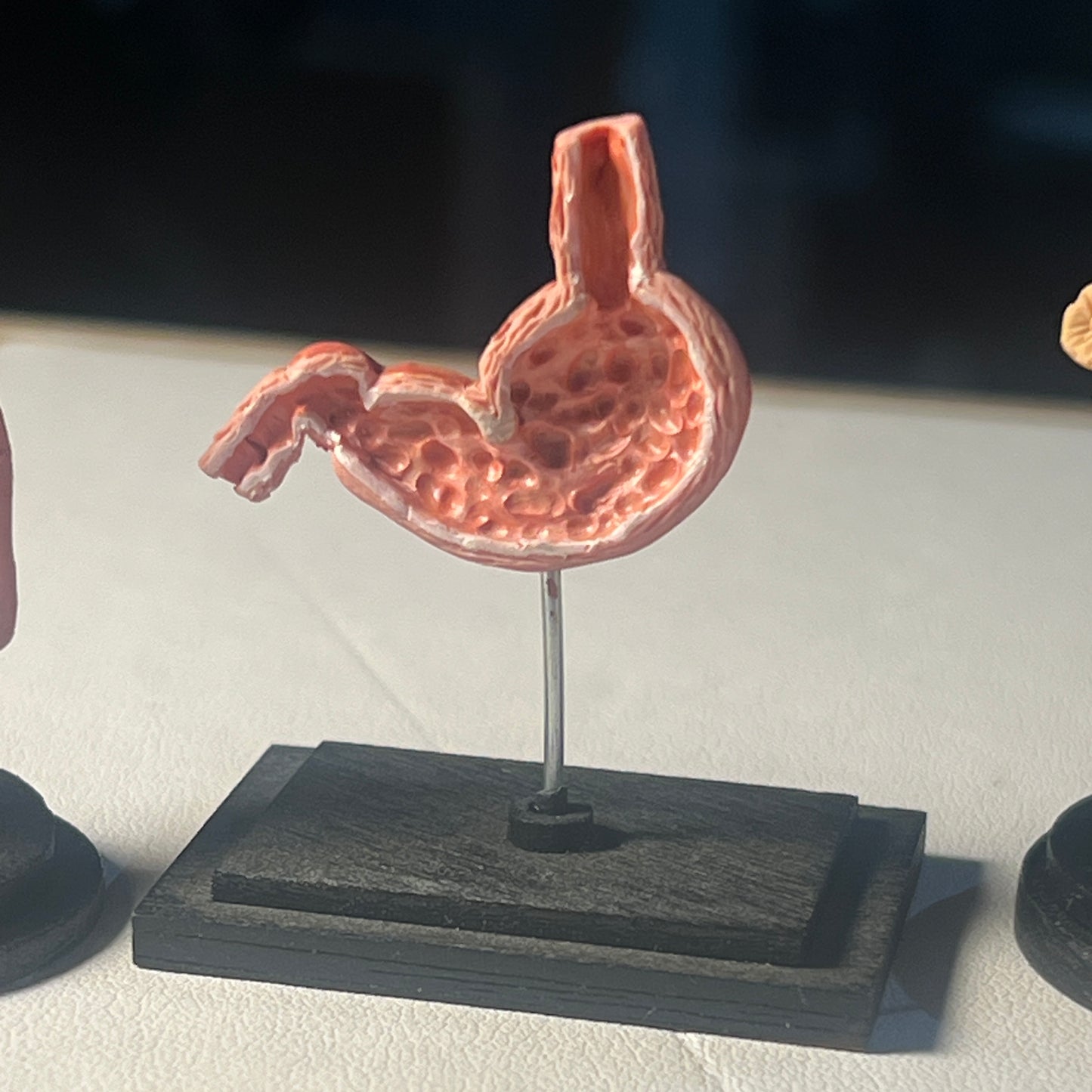 Anatomy Model 1:12 Scale