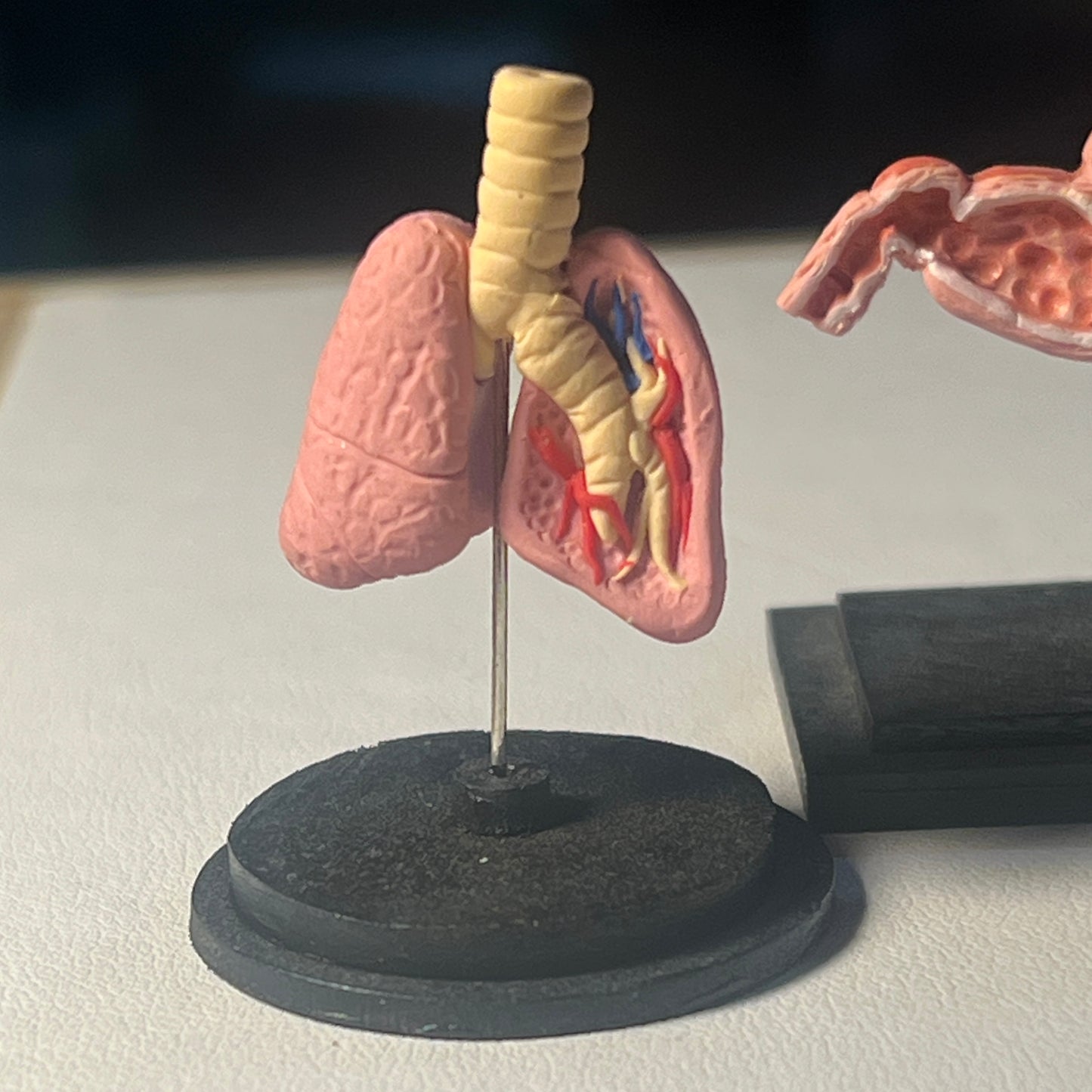 Anatomy Model 1:12 Scale