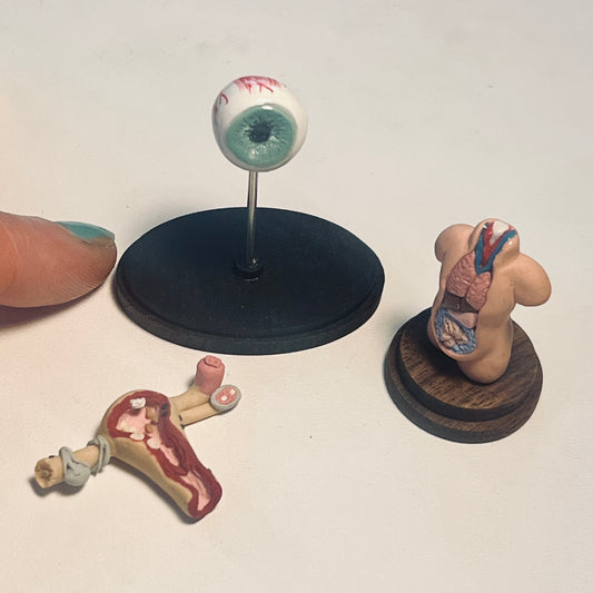 Anatomy Model 1:12 Scale