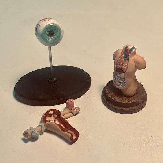 Anatomy Model 1:12 Scale